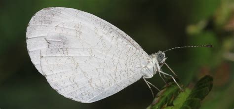 Psyche Butterfly | Leptosia nina | Butterflies of Sri Lanka