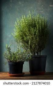 254 Creeping rosemary Images, Stock Photos & Vectors | Shutterstock