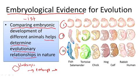 Evidence for Evolution - Example 4 ( Video ) | Biology | CK-12 Foundation