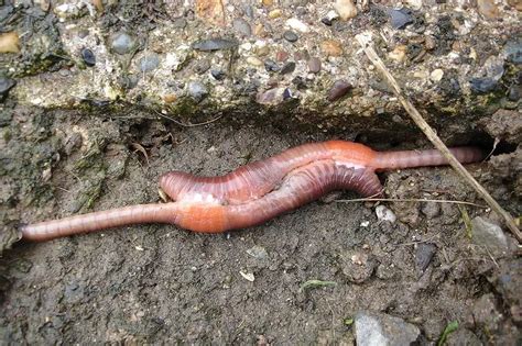 The Life Cycle and Stages of Red Wiggler Worms (Eisenia Foetida) | Earthworms, Red wiggler worms ...