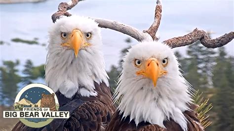 Big Bear Bald Eagle Live Nest - Cam 1 - YouTube