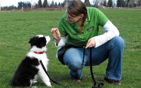 Methods to Train Border Collie - Strategies and Techniques for Easy Training of Pets