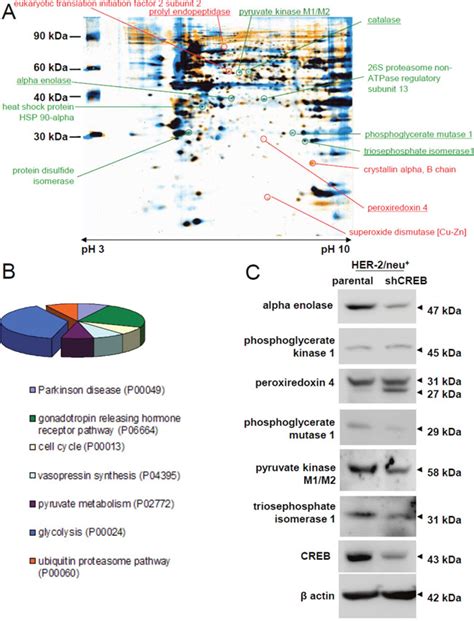 Linking CREB function with altered metabolism in murine fibroblast-based model cell lines ...