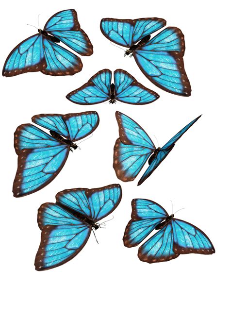 Monarch butterfly Morpho menelaus Blue - butterfly png download - 900* ...