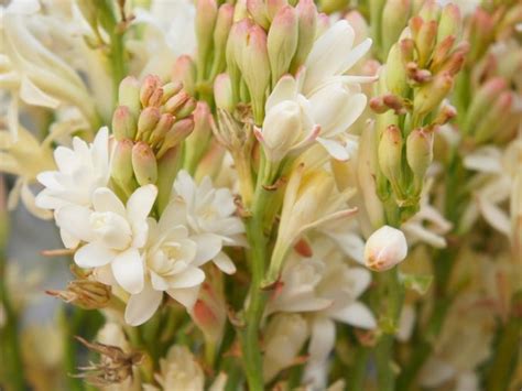 Polianthes Tuberosa Care - How To Grow Tuberose Bulbs