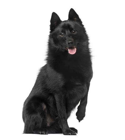 Schipperke Puppies For Sale • Adopt Your Puppy Today • Infinity Pups