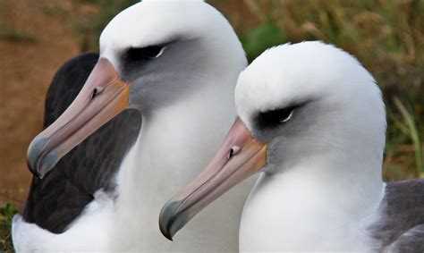 Same-Sex Mothers: Letting Albatrosses Be Albatrosses