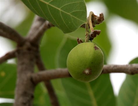 Mahua facts and health benefits