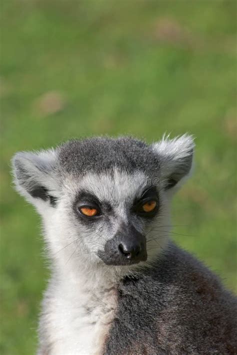 Melancholy Lemur Stock Photos - Free & Royalty-Free Stock Photos from Dreamstime