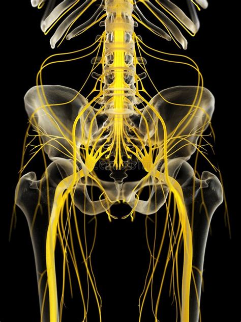 Pelvic Nerve Anatomy