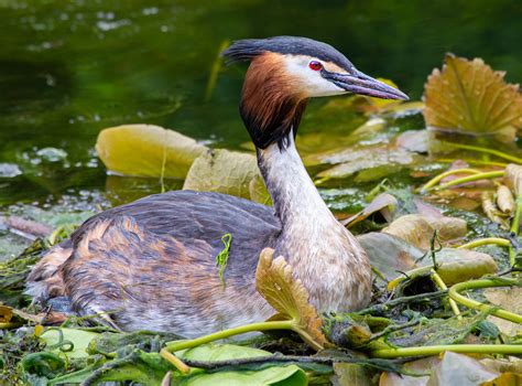 Crested Grebe nesting- Cardiff UK : r/birding