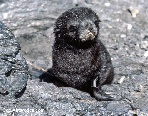 Fur Seal Pup - Free use pictures of Antarctica