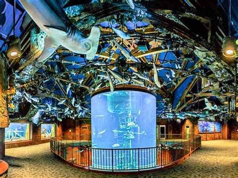 Wonders of Wildlife National Museum and Aquarium Opens September 21, 2017 - Springfield Missouri ...