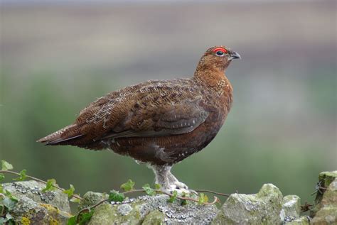 Upland birds – North Pennines National Landscape