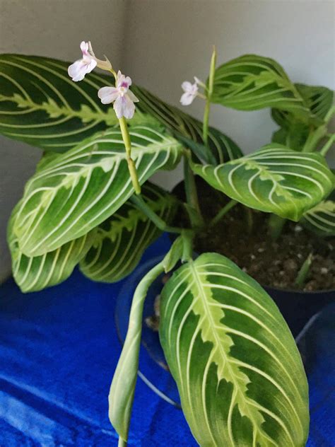 My Maranta bloomed today! : r/houseplants