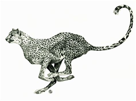 Running Cheetah Drawing by Shirley Heyn - Fine Art America