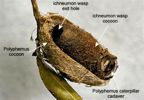 polyphemus moth - Antheraea polyphemus (Cramer)