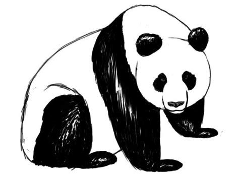 How To Draw A Panda ~ Draw Central Animal Sketches, Animal Drawings, Outline Drawings, Art ...