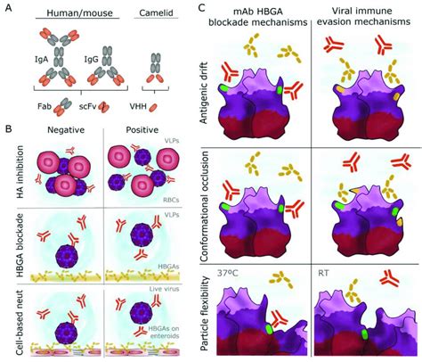 Monoclonal antibody types and their functional characterization. (A ...