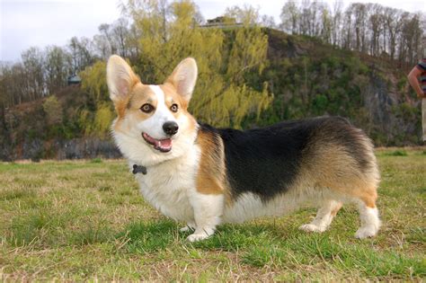 Tri Color Corgis Wallpapers - Wallpaper Cave