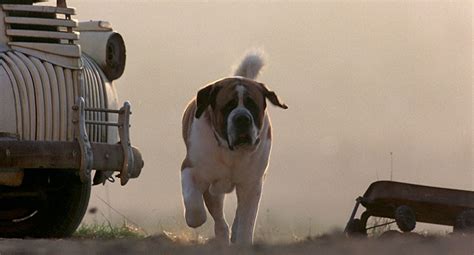 Was Cujo A Real Dog