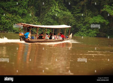 Malaysian Tropical Rainforest at Pahang National Park Stock Photo - Alamy