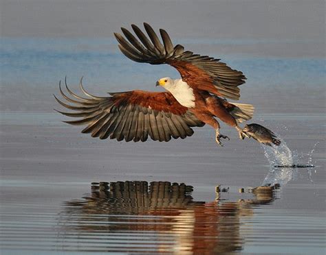 fish eagle with prey Wild Birds Photography, Wildlife Photography, African Wildlife, African ...