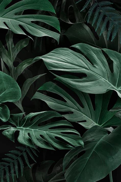 Monstera plant Vectors & Illustrations for, Monstera Leaves, HD phone wallpaper | Peakpx