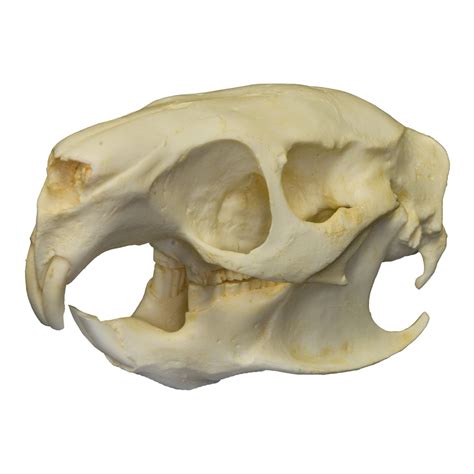 Replica Teaching Quality Cuban Hutia Skull — Skulls Unlimited International, Inc.