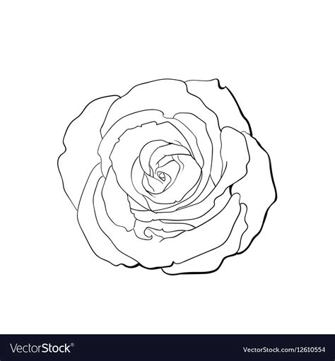 Deep contour rose top view isolated sketch Vector Image