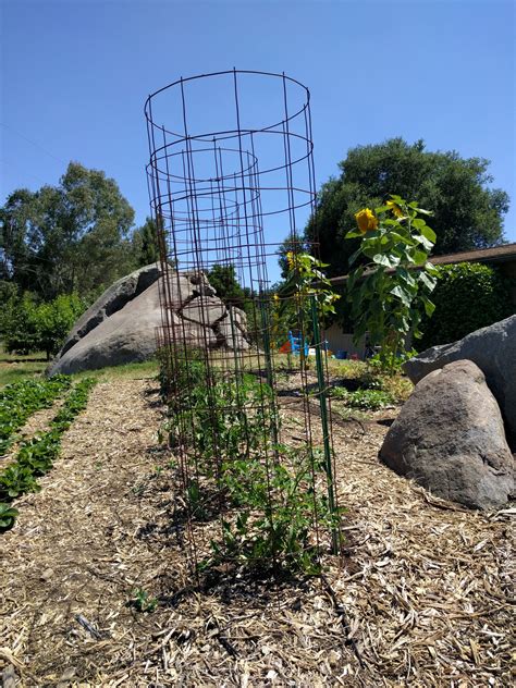 Sweet 100 cherry tomato plant tall cage - Greg Alder's Yard Posts: Food Gardening in Southern ...
