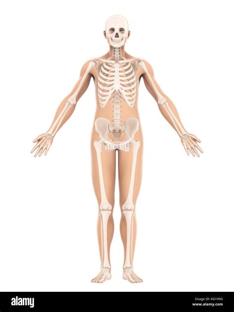 Human Skeleton Anatomy Stock Photo - Alamy