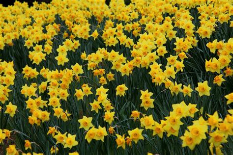 File:Field-yellow-daffodil-flowers - West Virginia - ForestWander.jpg ...