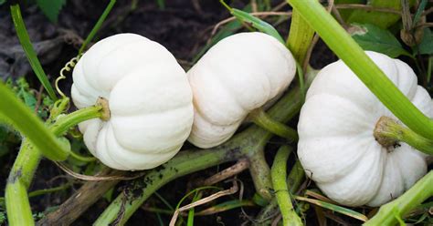 Baby Boo Pumpkin Growing & Care Guide - The Garden Magazine