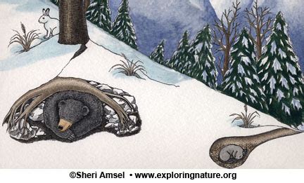 How Do Animals Survive Winter? Hibernation, Migration, Adaptation!