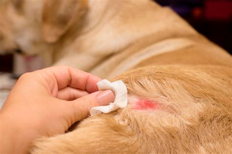 Causas y tipos de dermatitis en perros