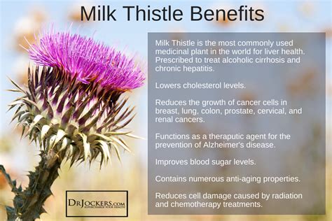 6 Amazing Health Benefits of Milk Thistle - DrJockers.com