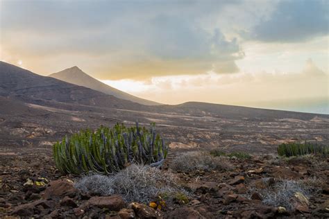 Cacti Growing on Desert · Free Stock Photo