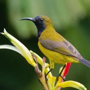 Olive-backed sunbird - Facts, Diet, Habitat & Pictures on Animalia.bio