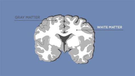 Gray Matter vs White Matter | Technology Networks