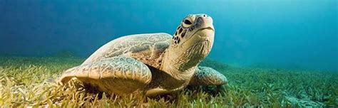 Sea Turtles Habitat and Distribution