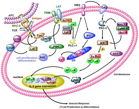 T Cell Activation Pathway