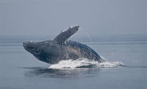 breaching-humpback-whale-alaska - Betty Sederquist Photography