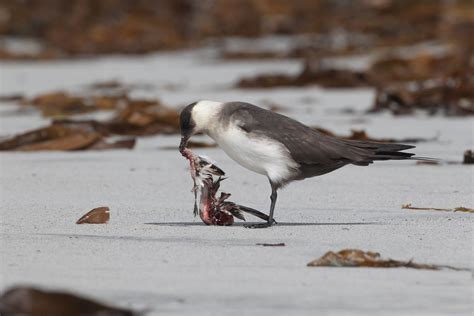 arctic skua | arctic skua feeding on a sanderling | simonrowlands | Flickr