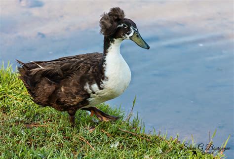 A Breath of Nature: Crested Duck