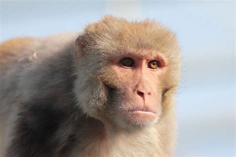 rhesus macaque - California National Primate Research Center