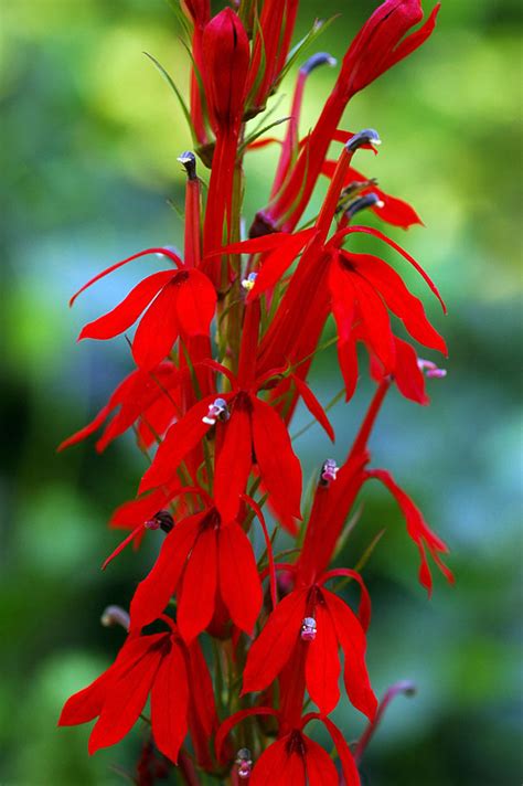 Lobelia cardinalis (Cardinal Flower/Red Lobelia) - Degroot