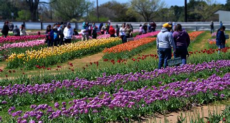 Freedom_to roam_roadtrip. : Texas Tulips: Beauty in Pilot Point Texas