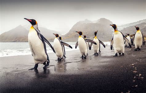 Download King Penguin Animal Penguin HD Wallpaper by David Merron