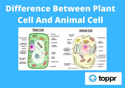 Difference Between Plant Cell And Animal Cell in Tabular Form